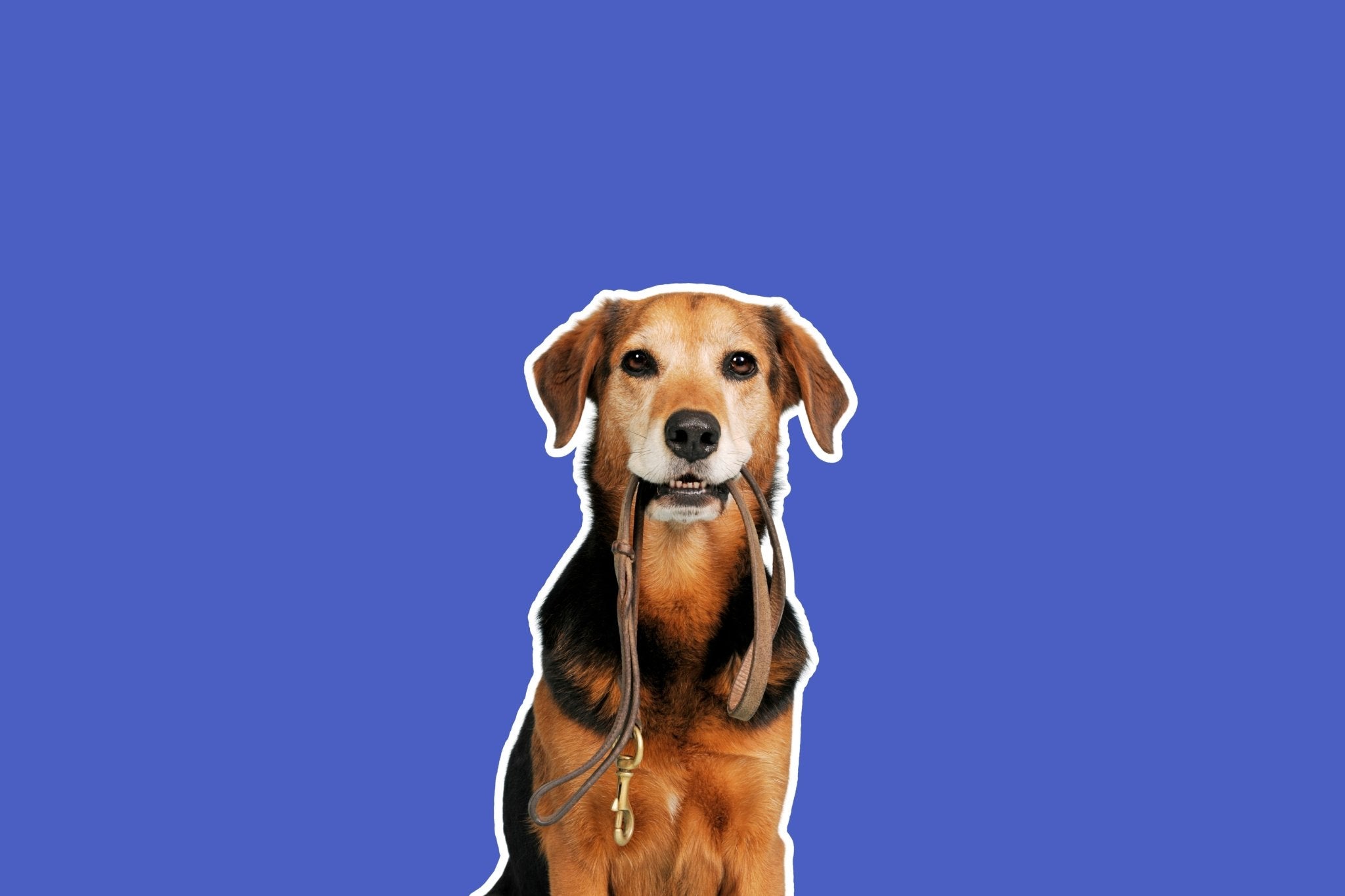 Dog Leashes - Share Happy Outfits