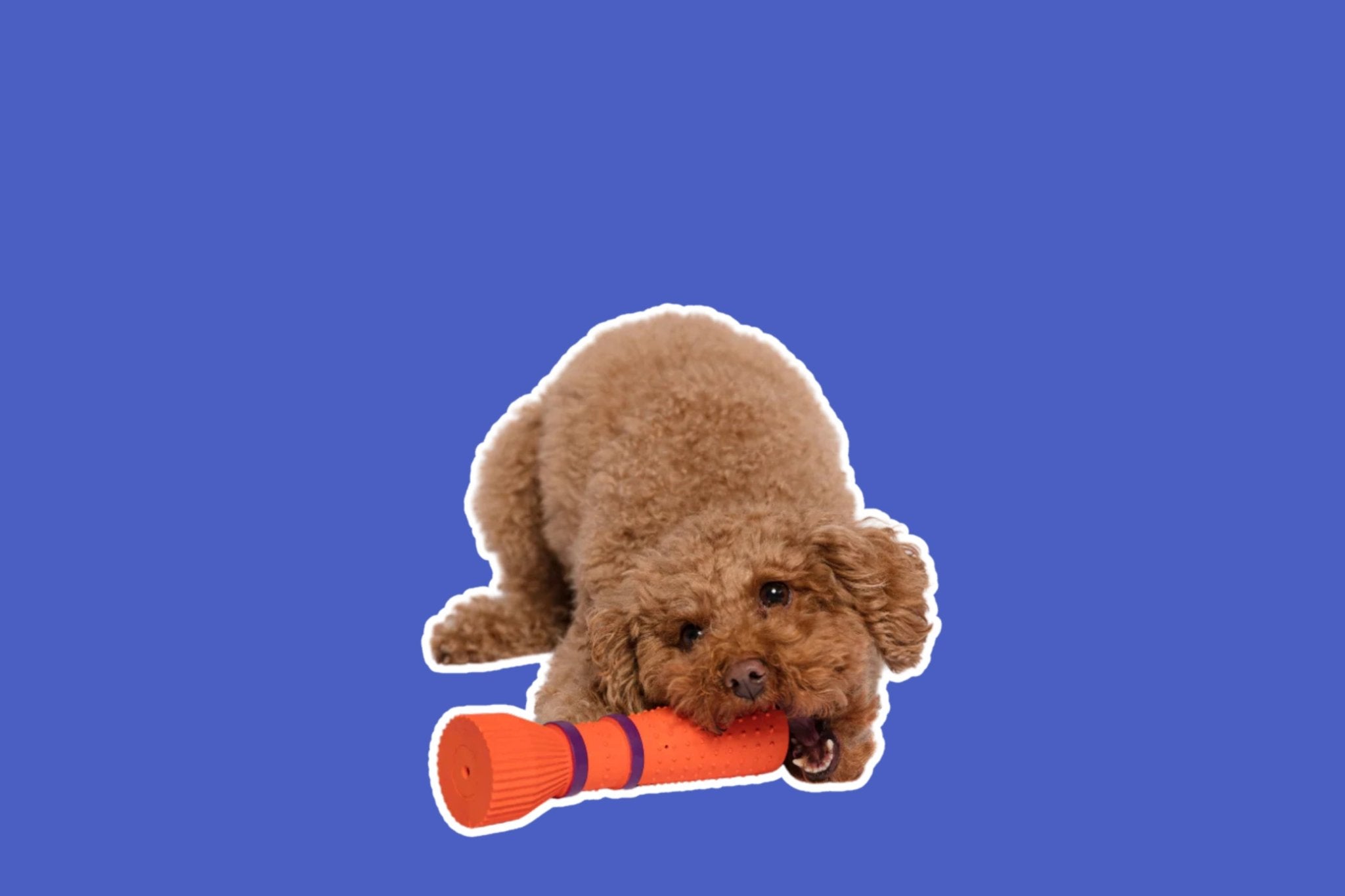 Dog Toys - Share Happy Outfits