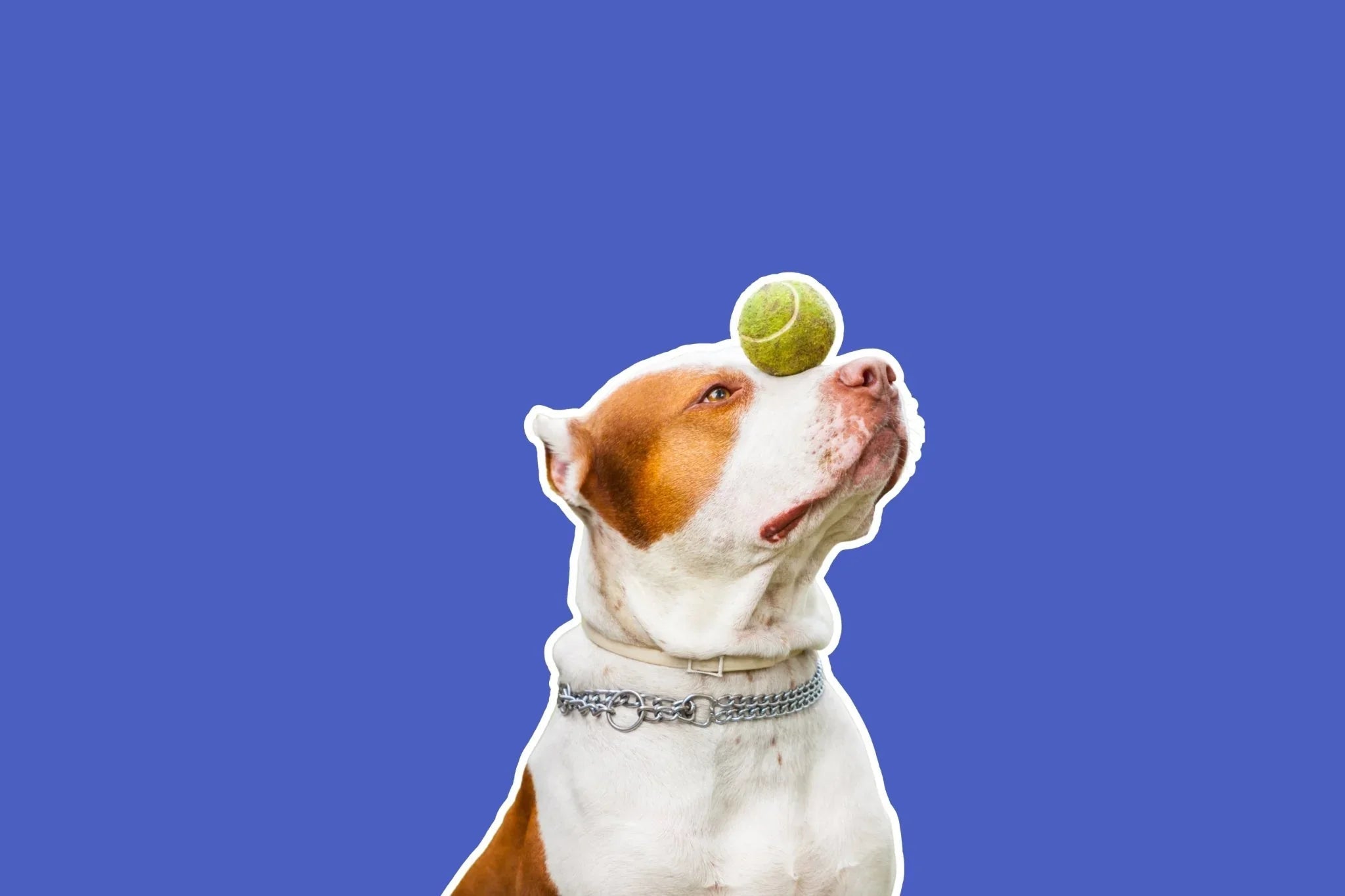Dog Training Treats