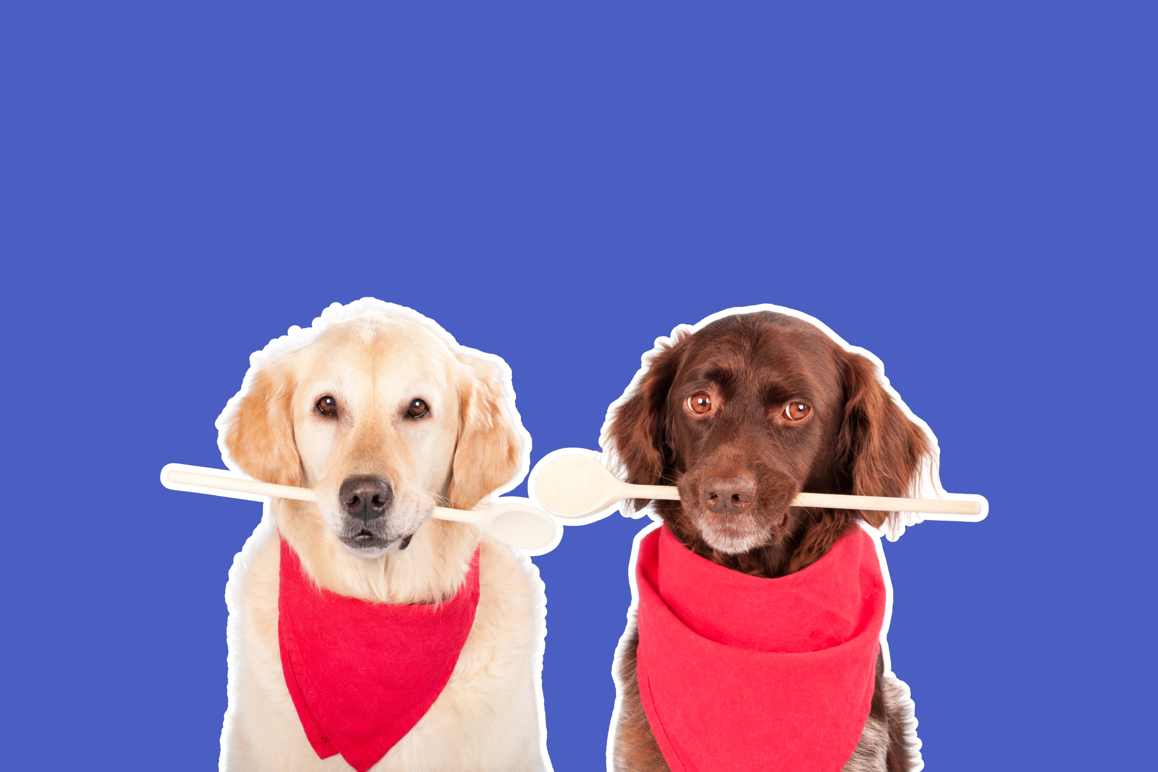 Dog Treats & Snacks - Share Happy Outfits
