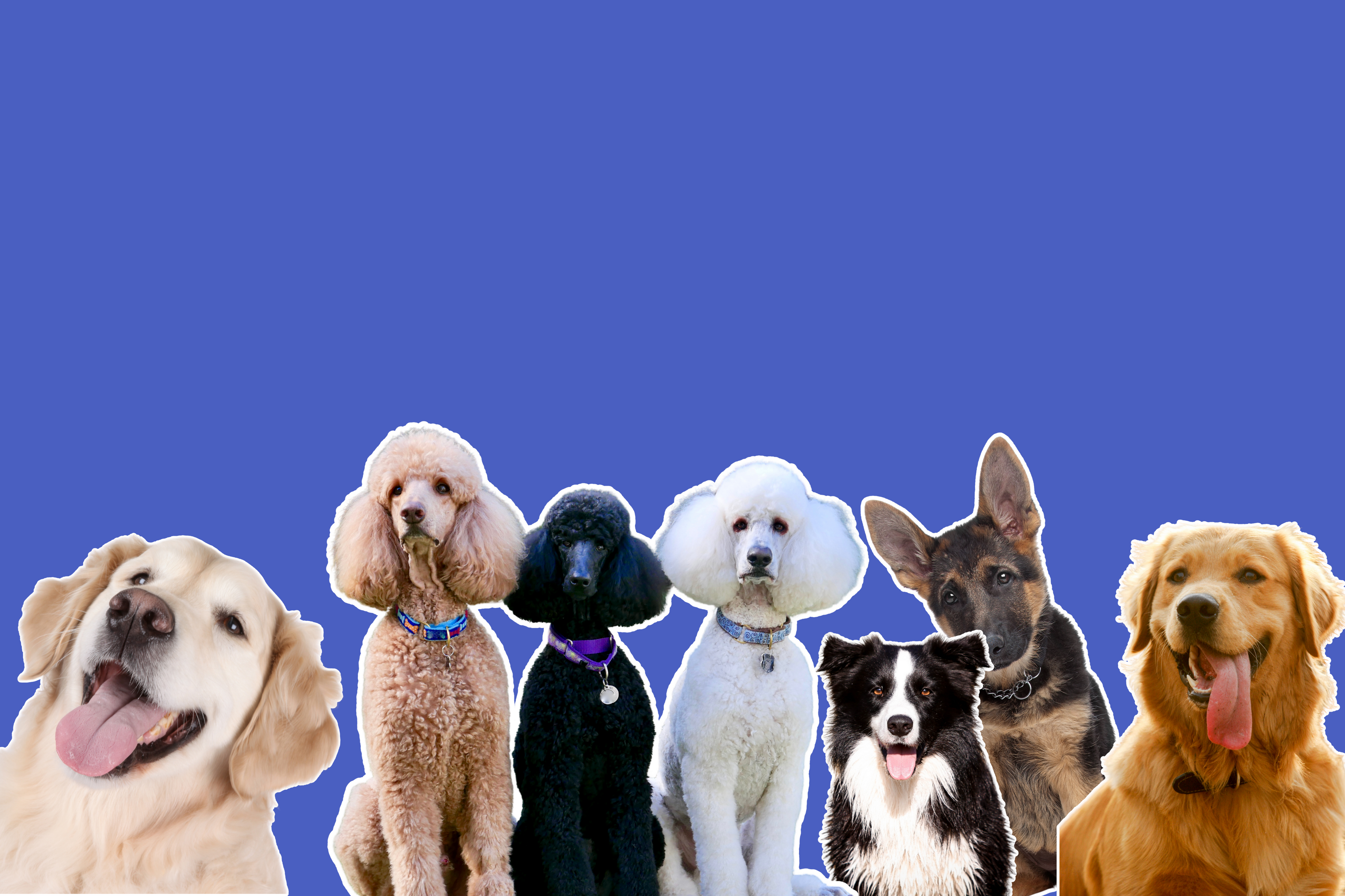 For Dogs - Share Happy Outfits