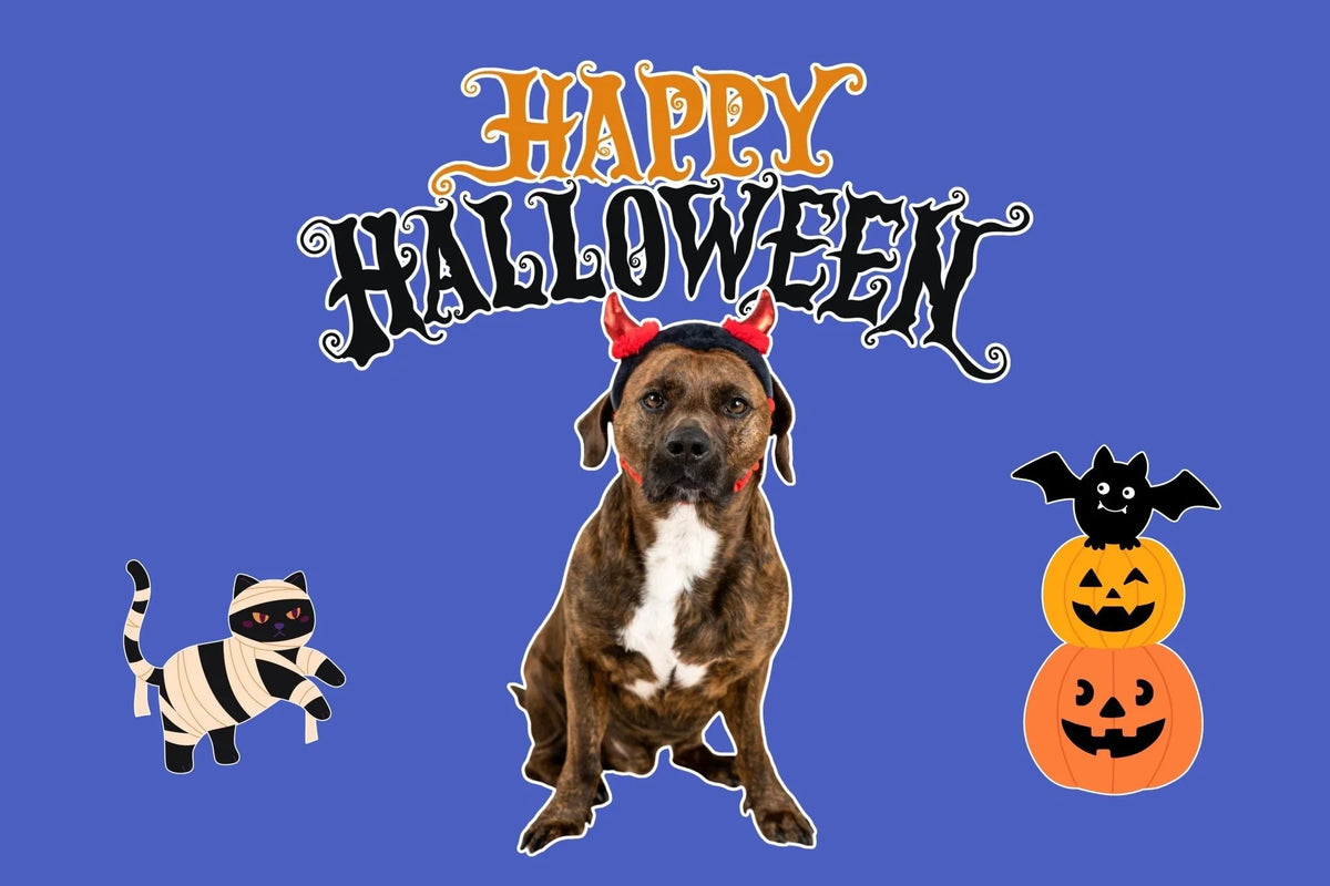 Halloween 🎃 - Share Happy Outfits