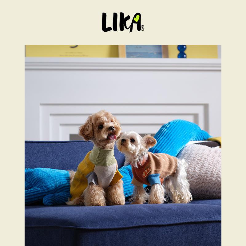 Two small dogs sitting on a blue couch with colorful pillows, wearing colorful sweaters, and the brand &