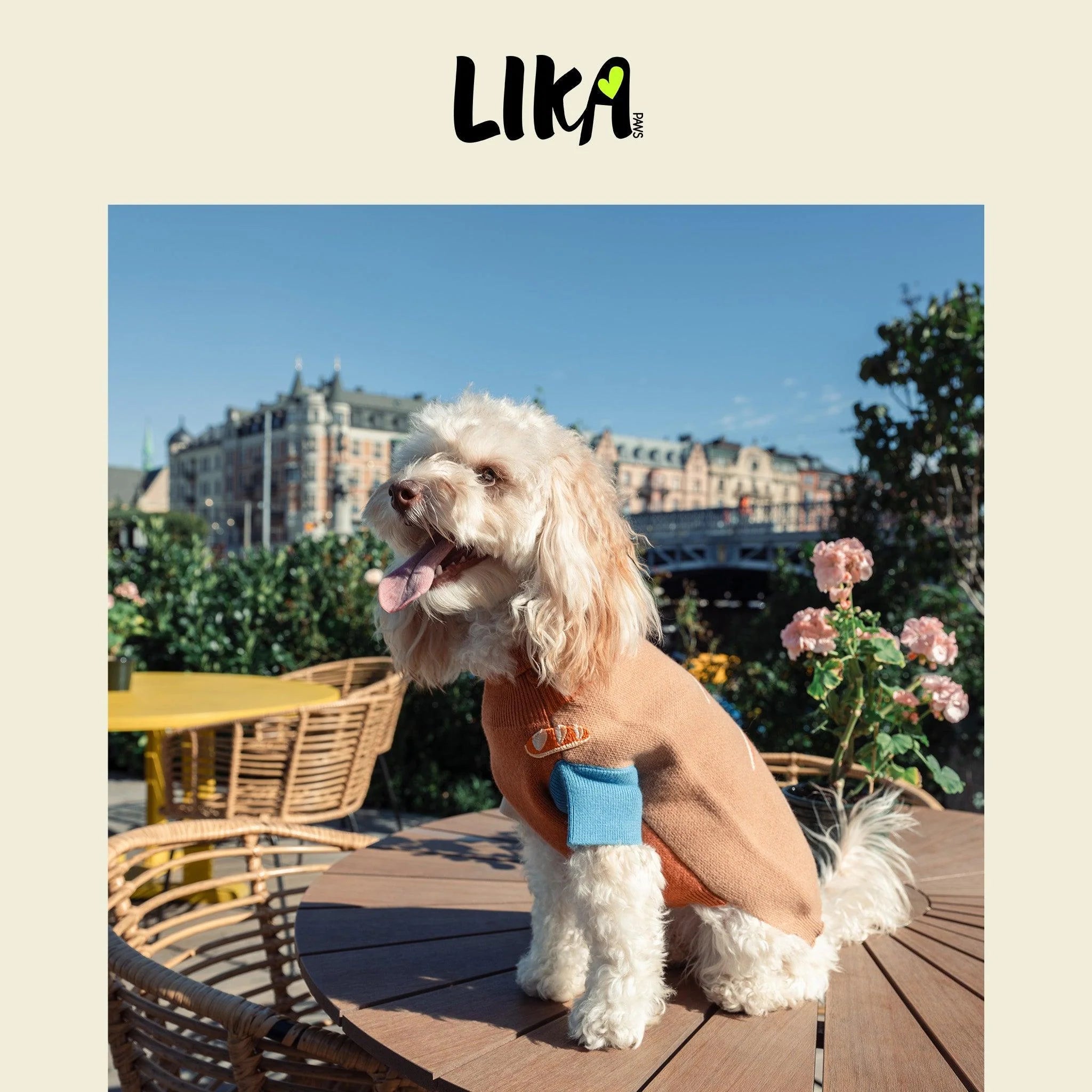 White dog sitting on a wooden table outdoors with a cityscape in the background