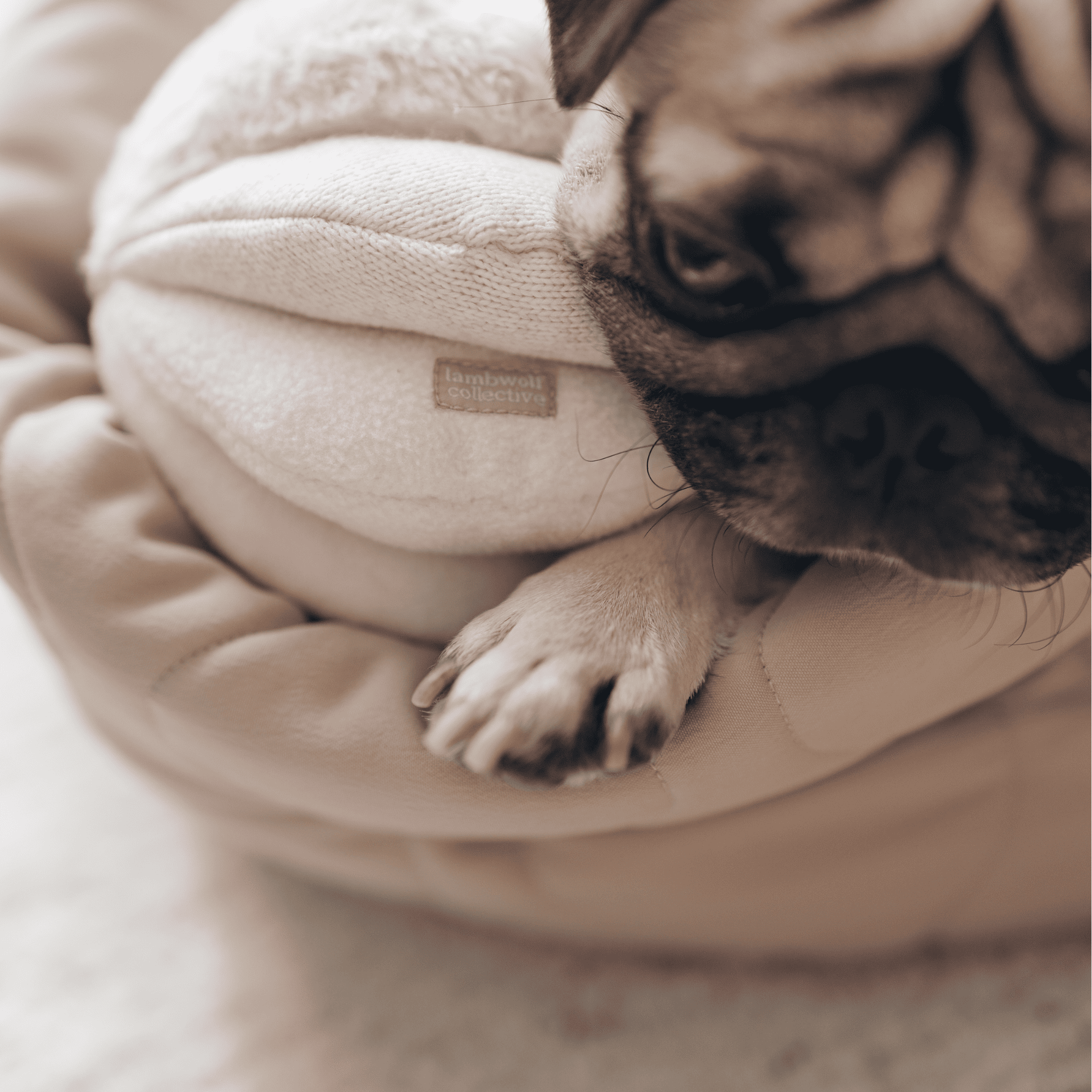 Pink Toto – Sensory Snuffle Ball for Dogs - Share Happy Outfits