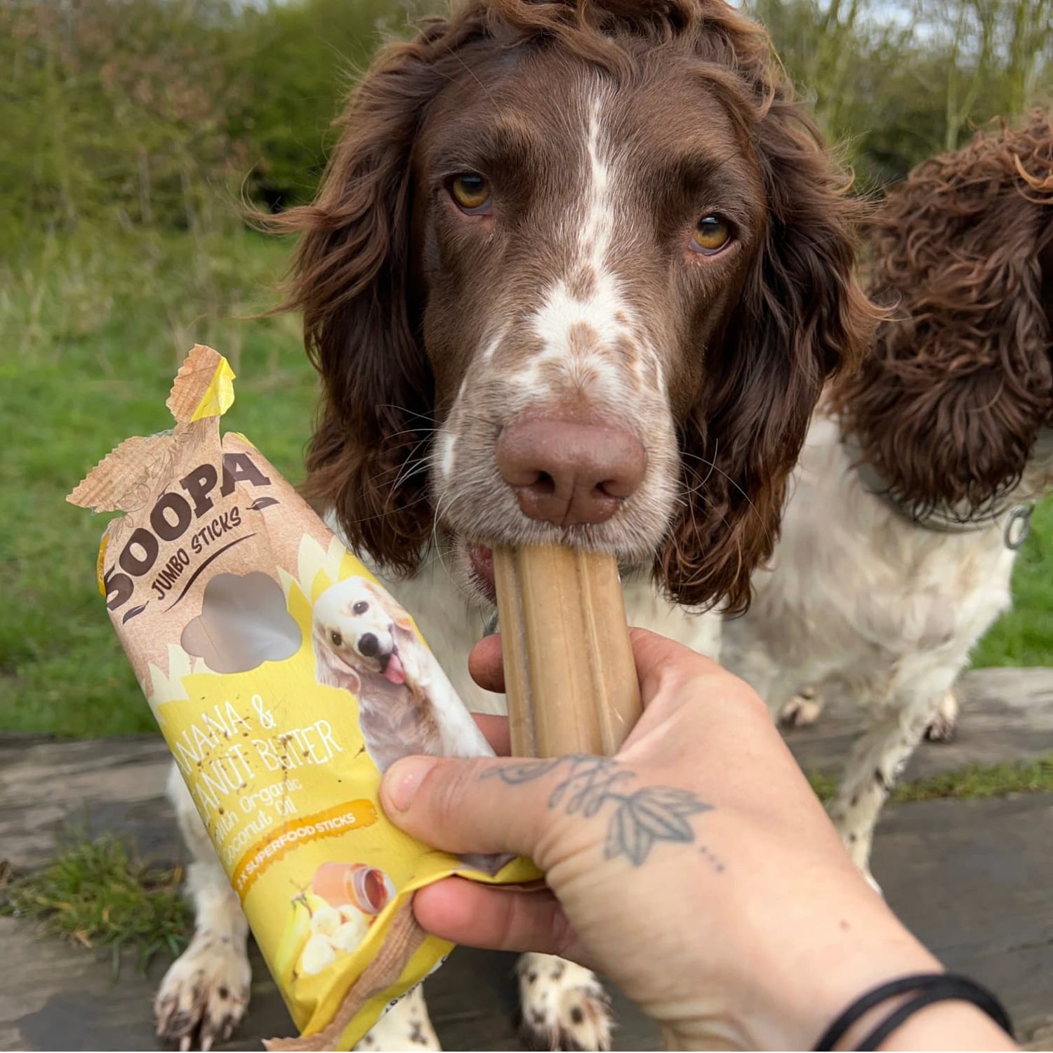 Natural Vegan Jumbo Dog Dental Treat - Banana &amp; Peanut Butter Stick (170g) - Share Happy Outfits