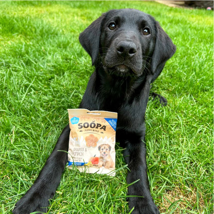 Natural Vegan Puppy Training Bites - Banana &amp; Pumpkin - Share Happy Outfits