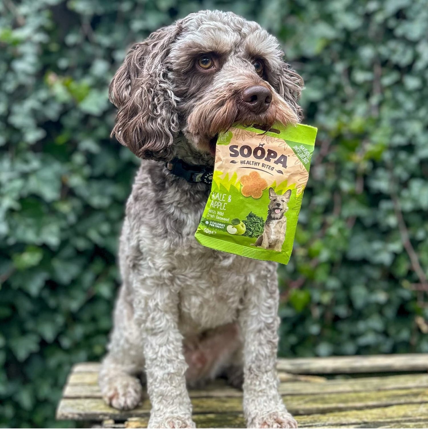 Natural Vegan Dog Healthy Bites - Kale &amp; Apple - Share Happy Outfits