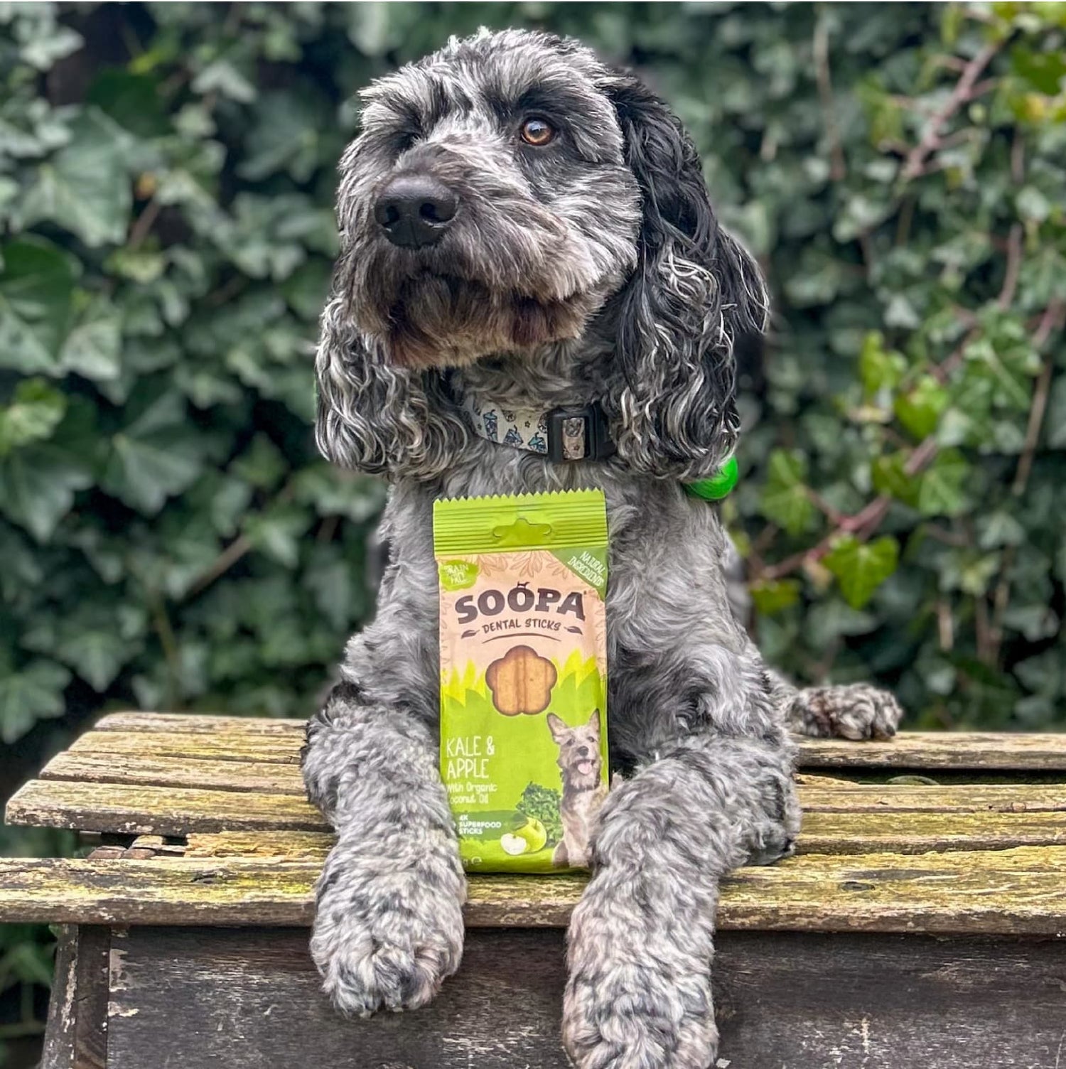 Natural Vegan Dog Dental Treat - Kale &amp; Apple Sticks - Share Happy Outfits