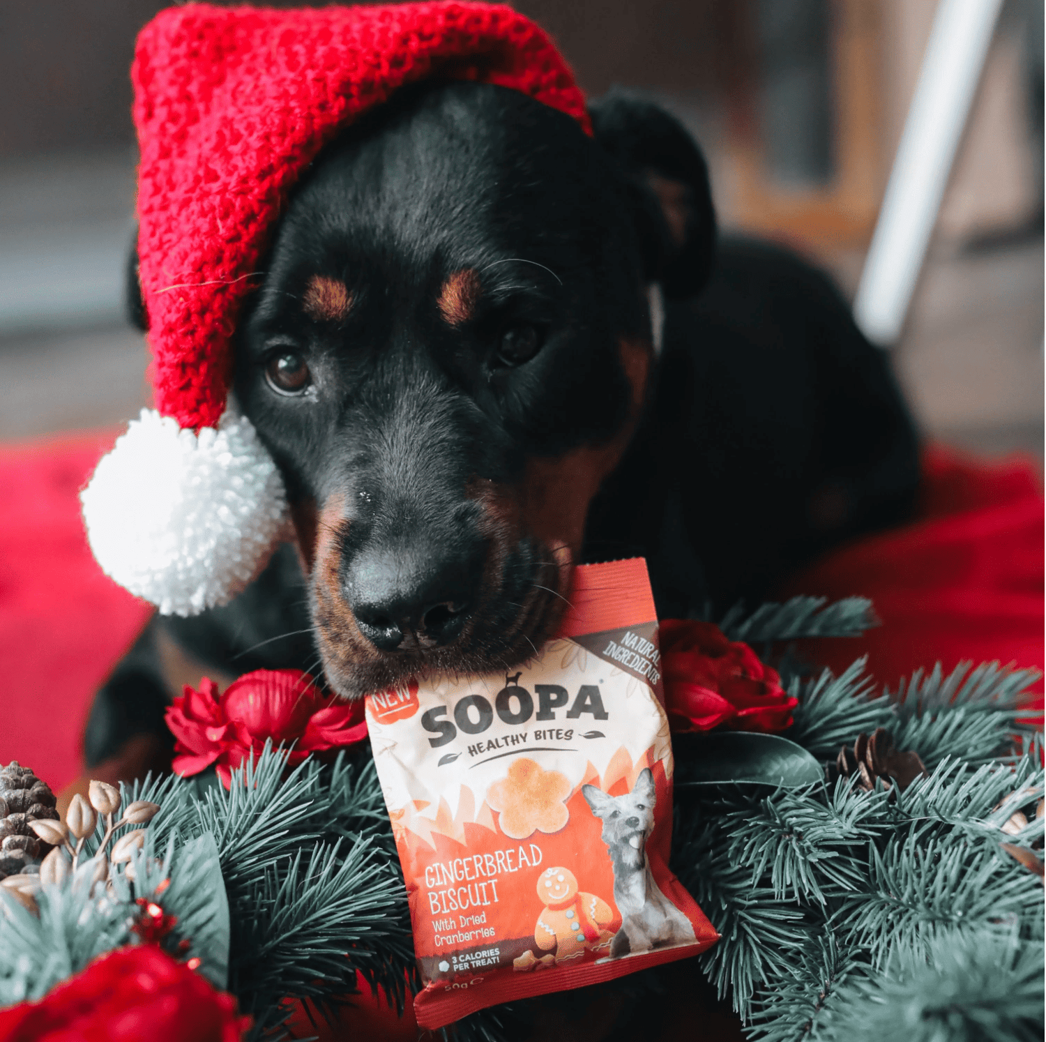 Natural Vegan Gingerbread Biscuit Healthy Bites - Share Happy Outfits