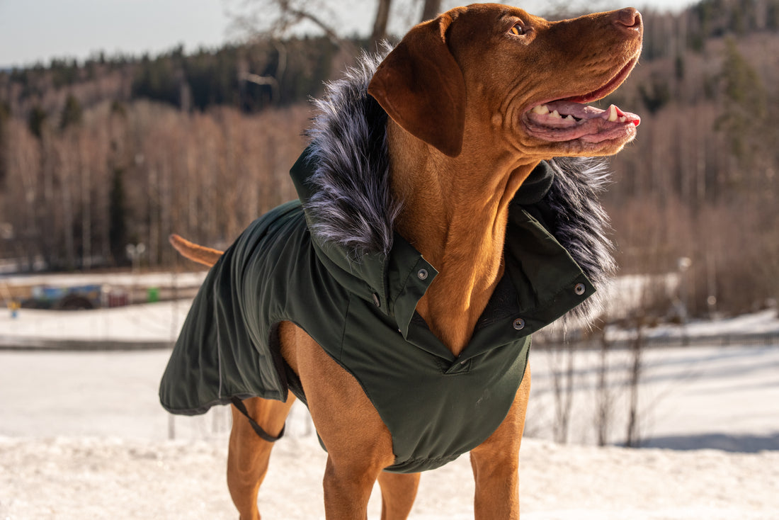 Dog Winter Parka - Frostbiter Padded Coat - Share Happy Outfits