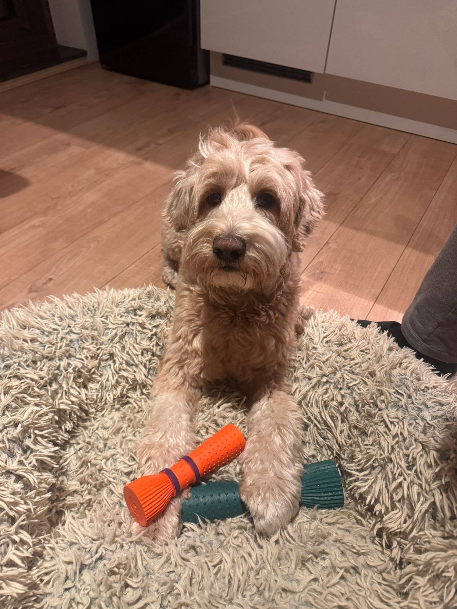 Furmey Zoomie Dog Toy - Large - Orange - Share Happy Outfits