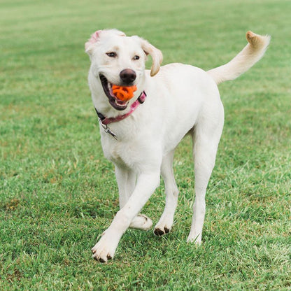 Chuckit! Breathe Right Fetch Ball – Durable Dog Fetch Toy