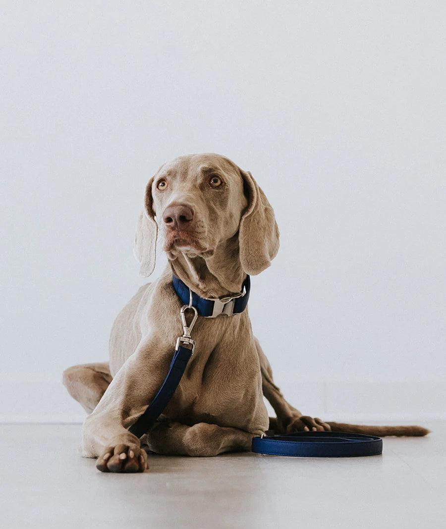 Essence Space Blue Silver Dog Collar – Handmade Vegan Leather