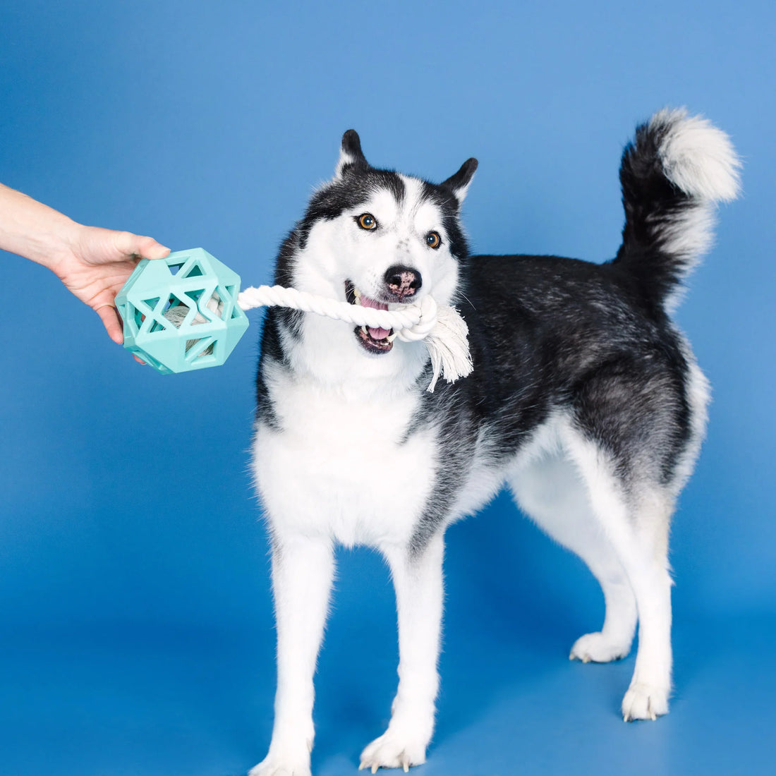 &quot;Pull My Way&quot; Rubber Dog Toy – Treat Dispenser &amp; Tug Toy