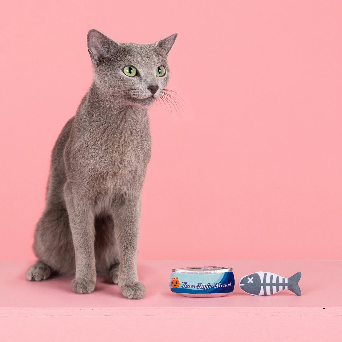 cat sits next to a tuna toy on the pink background
