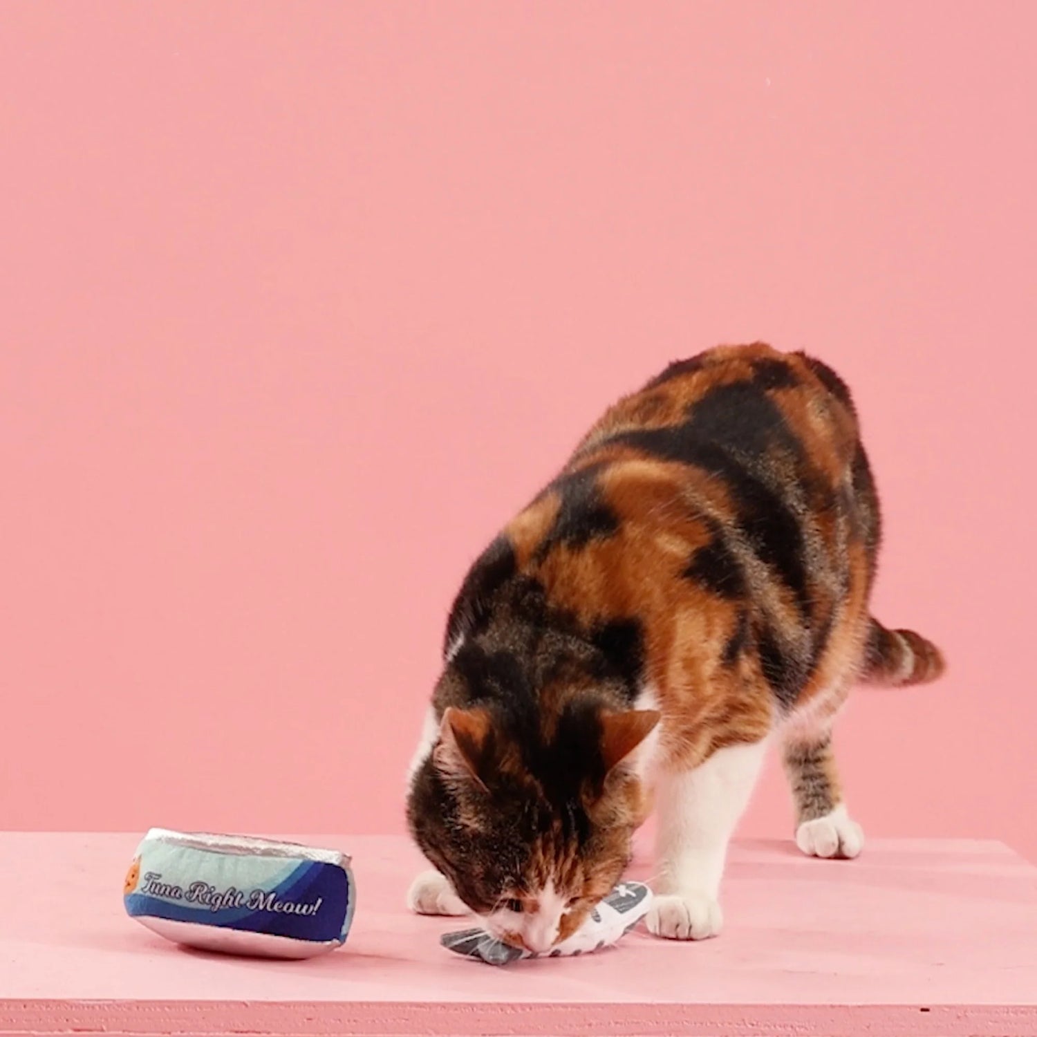 Cat eating from a can of tuna on a pink background