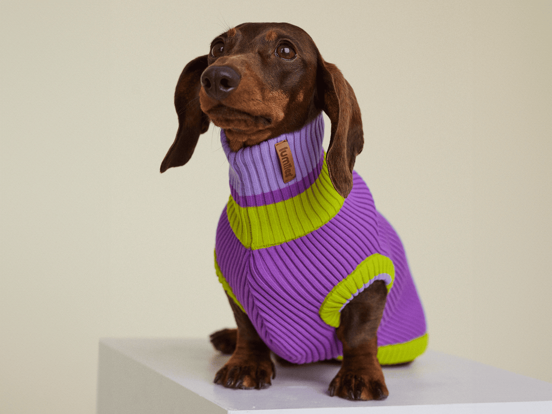 Viola Spring – The Glow Jumper - Share Happy Outfits