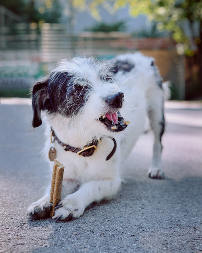 MOBILITIES – Vegan Gewrichtsondersteunende Snacks voor Honden