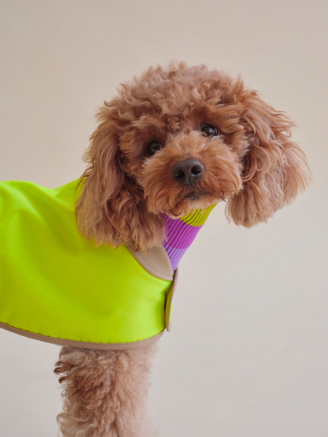 The Glow Raincoat Oxford - Yellow - Dachshund/Poodle Fit - Share Happy Outfits