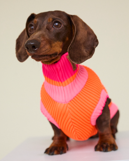 Dachshund wearing a pink and orange sweater on a plain background