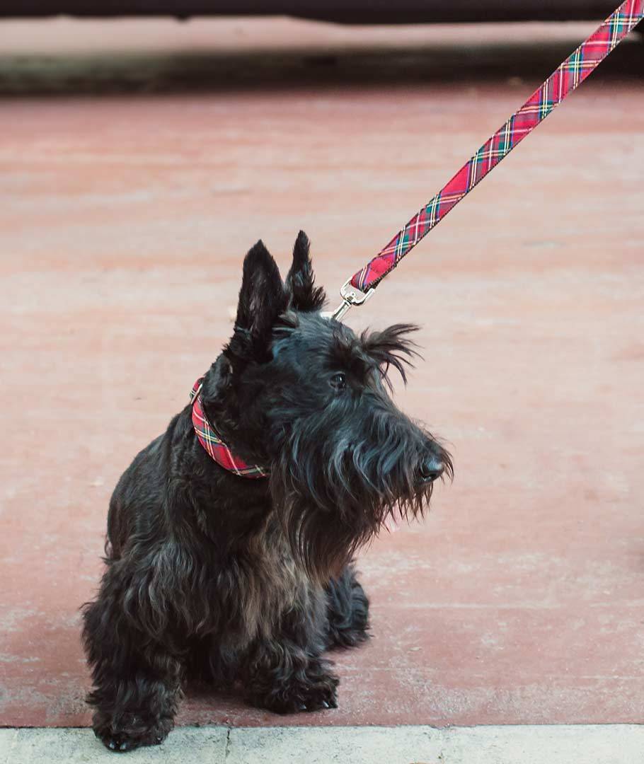 Tartan Dog Collar – Handmade in Barcelona