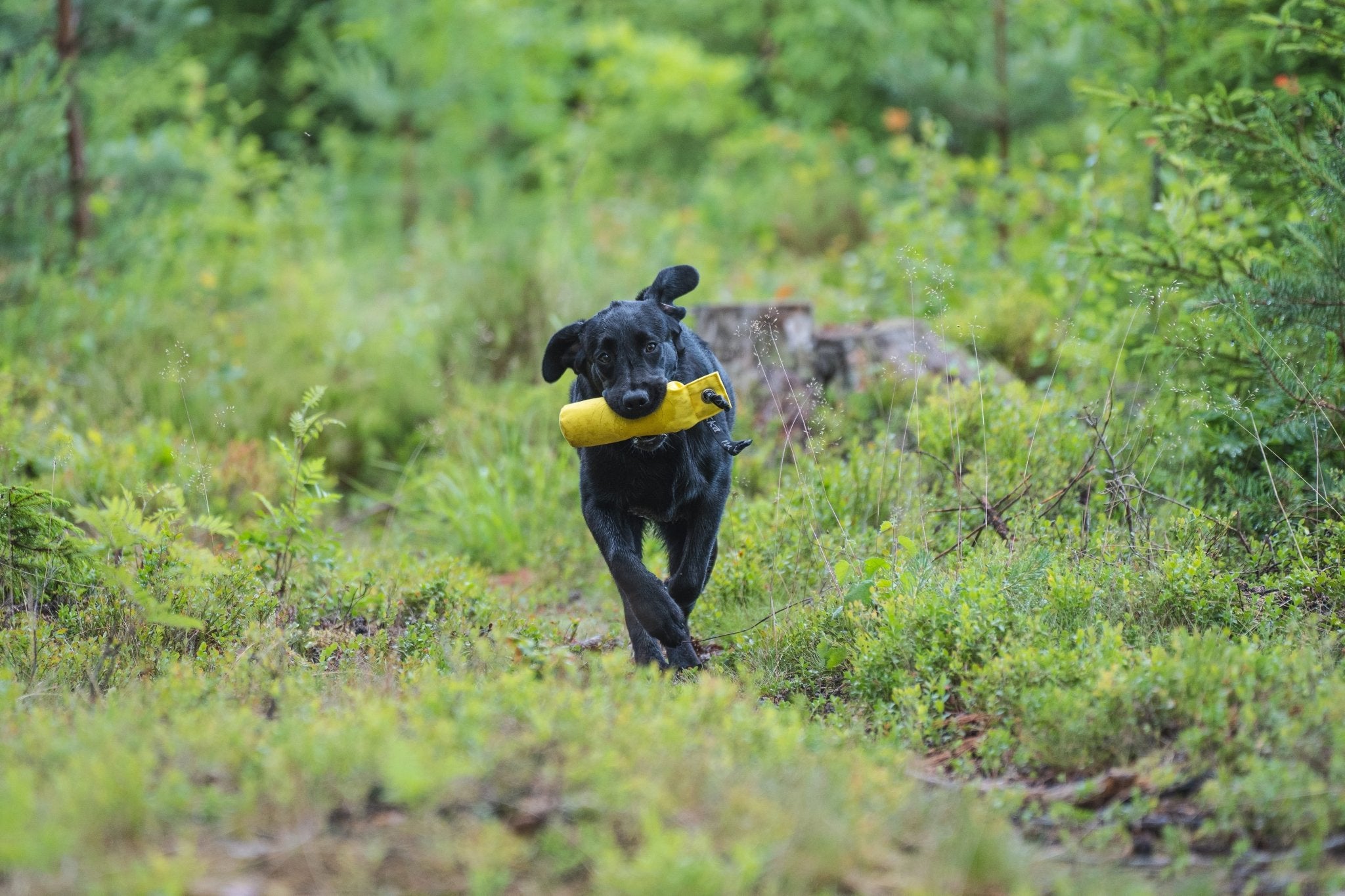 Active Retrieve Training Dummy - Share Happy Outfits