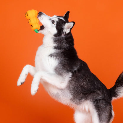 Fringe GO BIG OR GOURD HOME LATEX DOG TOY - Share Happy Outfits