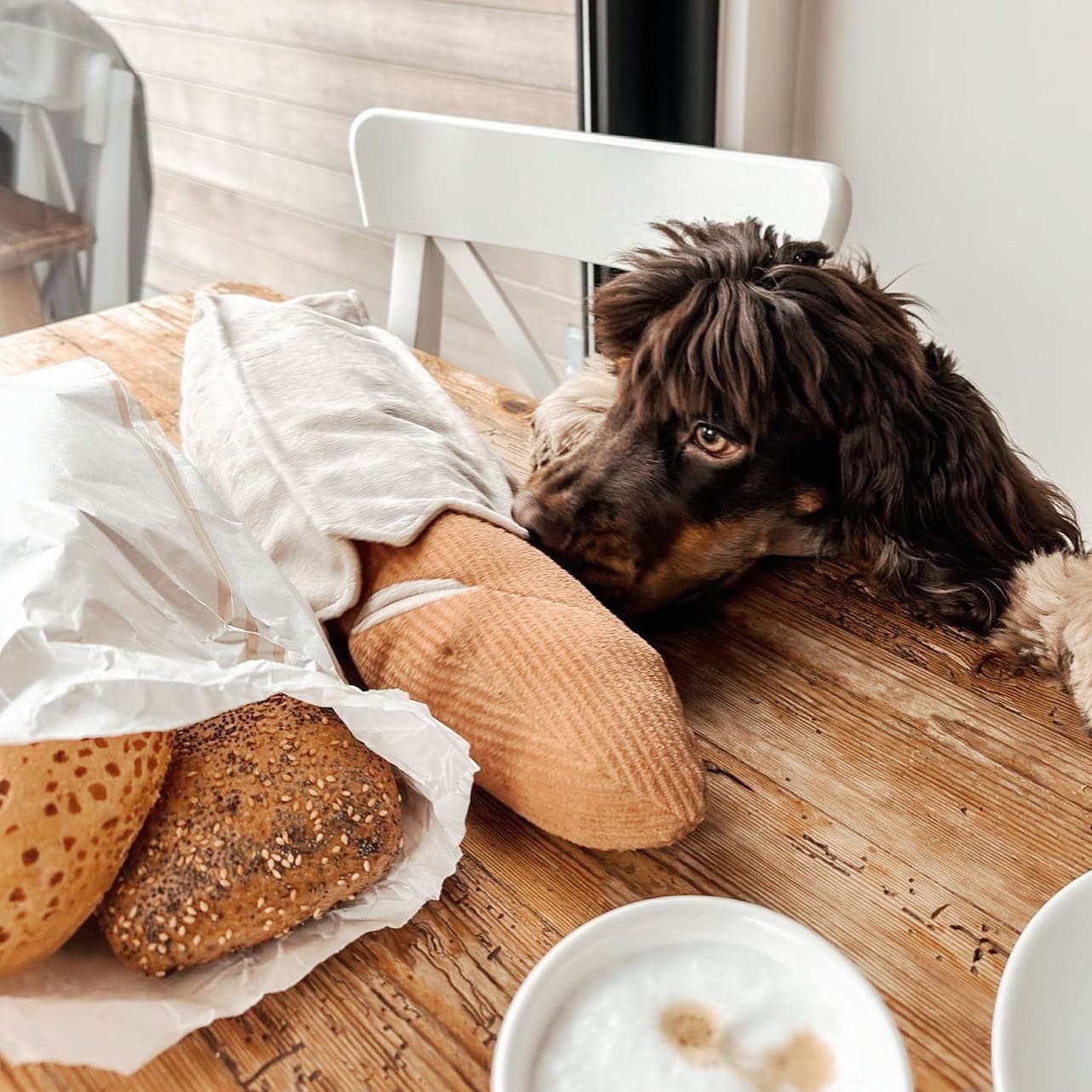 Baguette – Oversized Snuffle &amp; Burrow Dog Toy - Share Happy Outfits