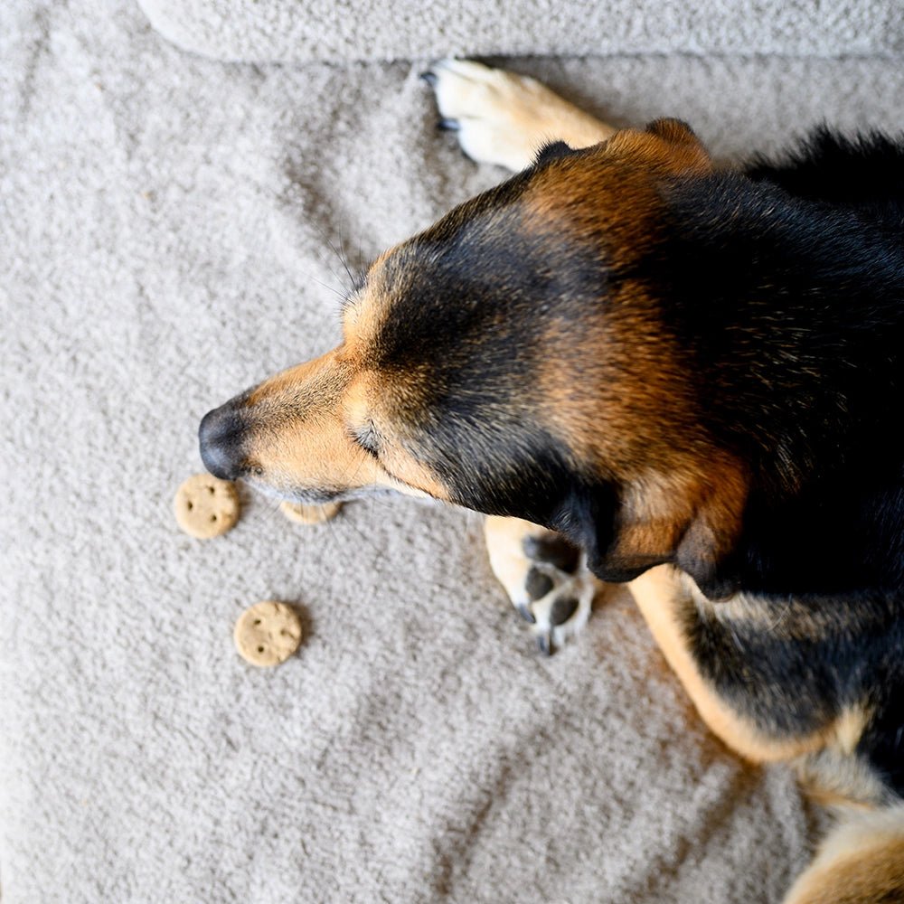 Dog sniffing a treat on a textured surface