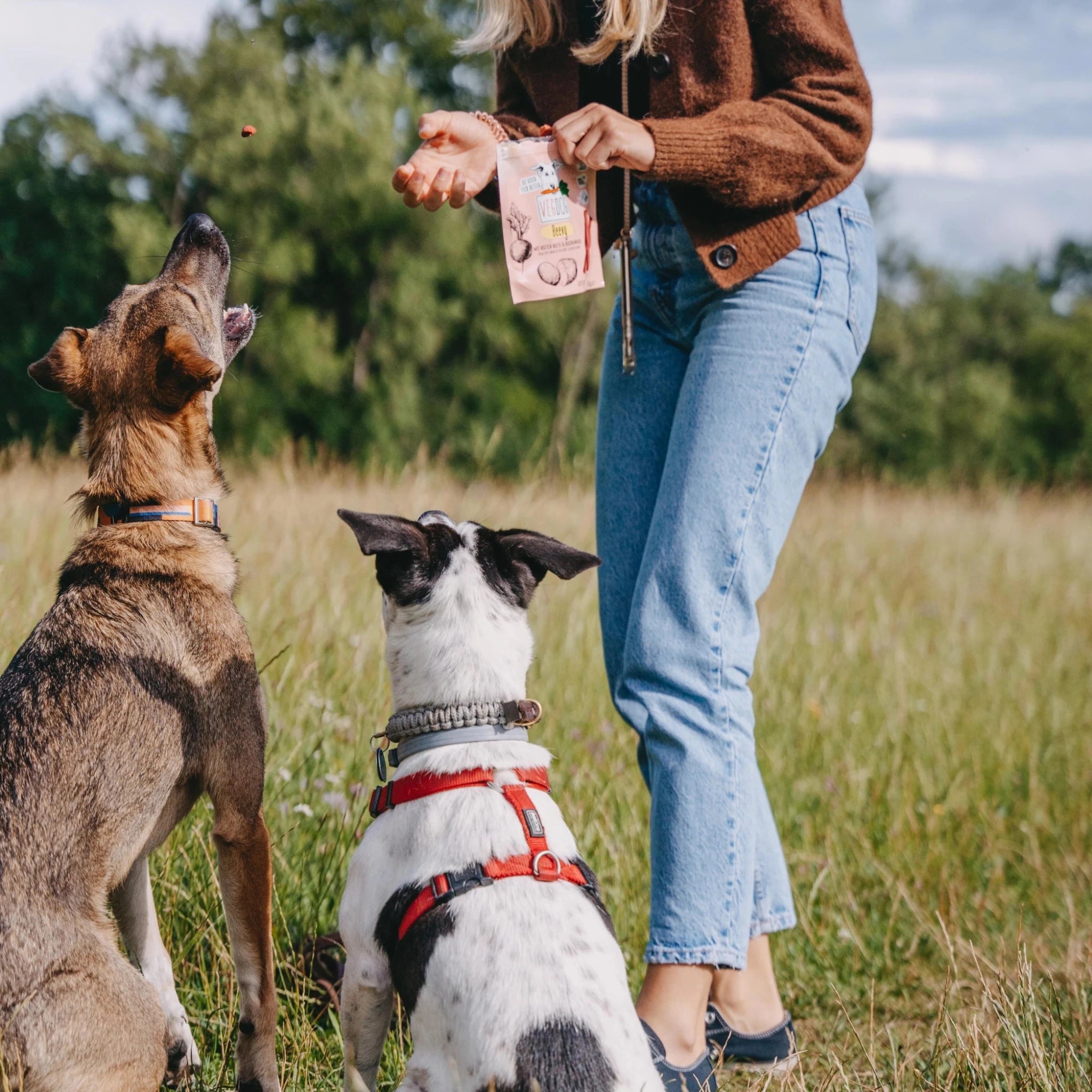 Person in a field with two dogs, one of which is reaching up to receive a treat.