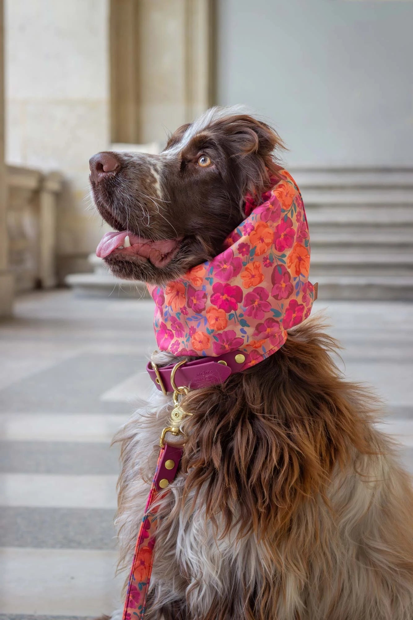 Dog wearing a colorful floral collar in an urban setting