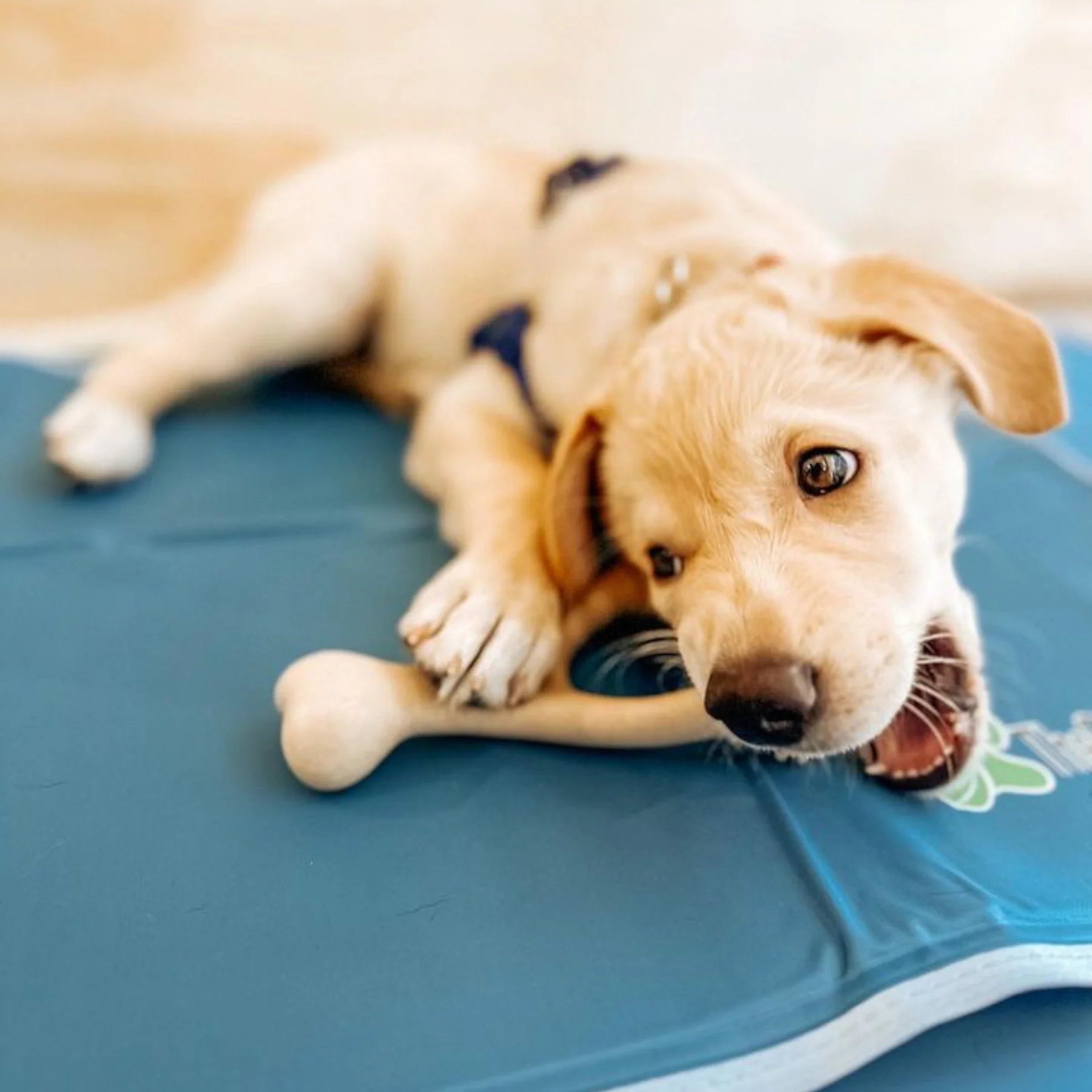 Puppy lying on a blue mat with a white background