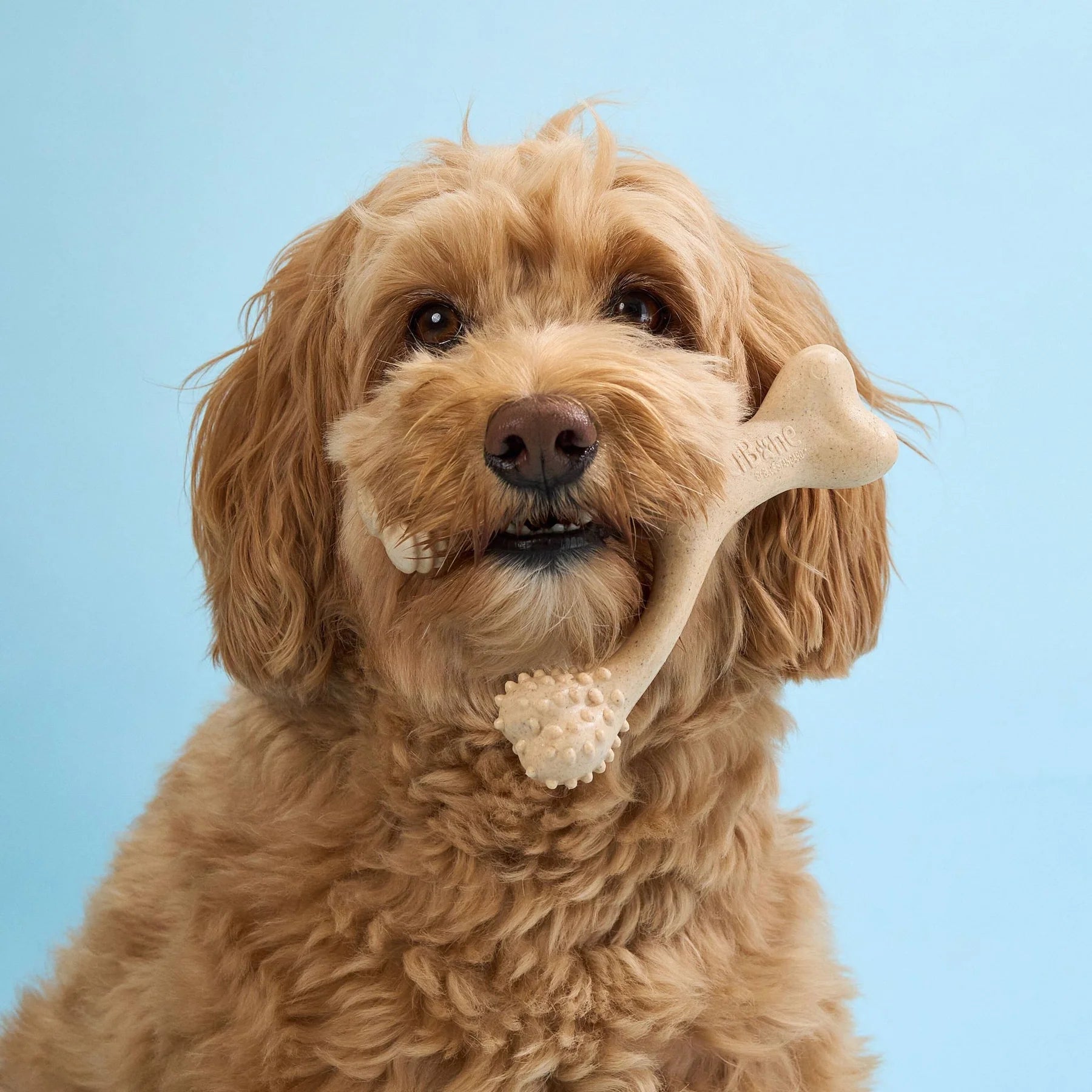 Dog holding a bone-shaped BetterBone chew toy against a light blue background