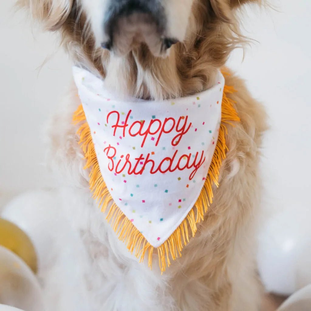 Dog wearing a &