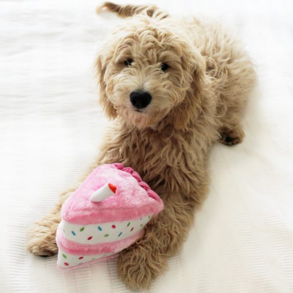 Birthday Cake Pink - Squeaker Dog Toy for Birthdays, Easter &amp; Every Celebration - Share Happy Outfits