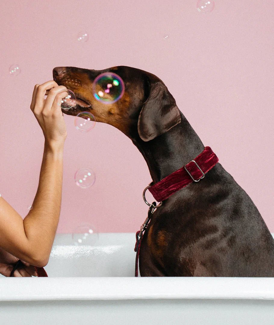 Biure hondenriem – Handgemaakt bordeaux fluweel &amp; nylon - Share Happy Outfits