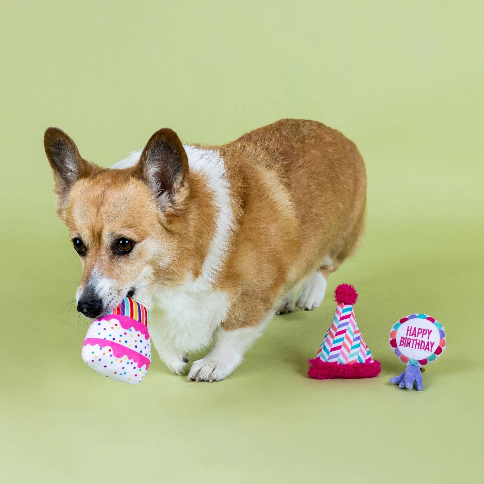 Dog playing with birthday-themed toys on a green background