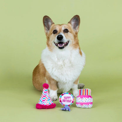 Corgi dog with birthday-themed dog toys on a green background