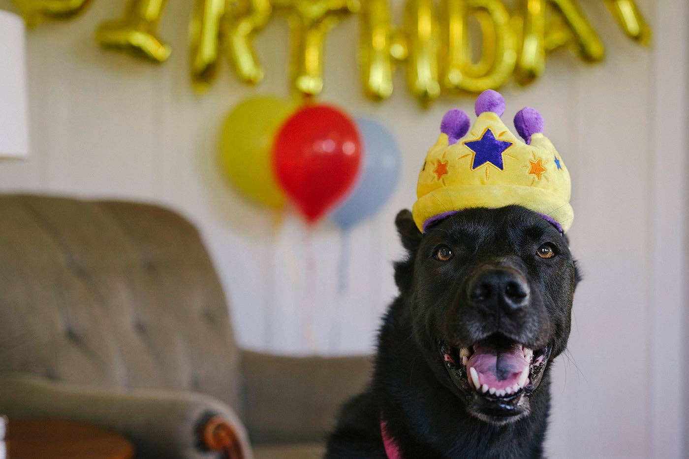 P.L.A.Y Party Time Canine Crown - Share Happy Outfits