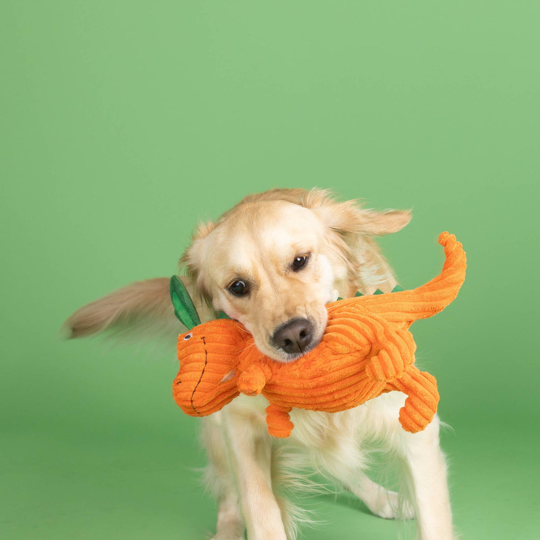 dog plays with Fringe CARROT BOUT YOU PLUSH DOG TOY - Share Happy Outfits