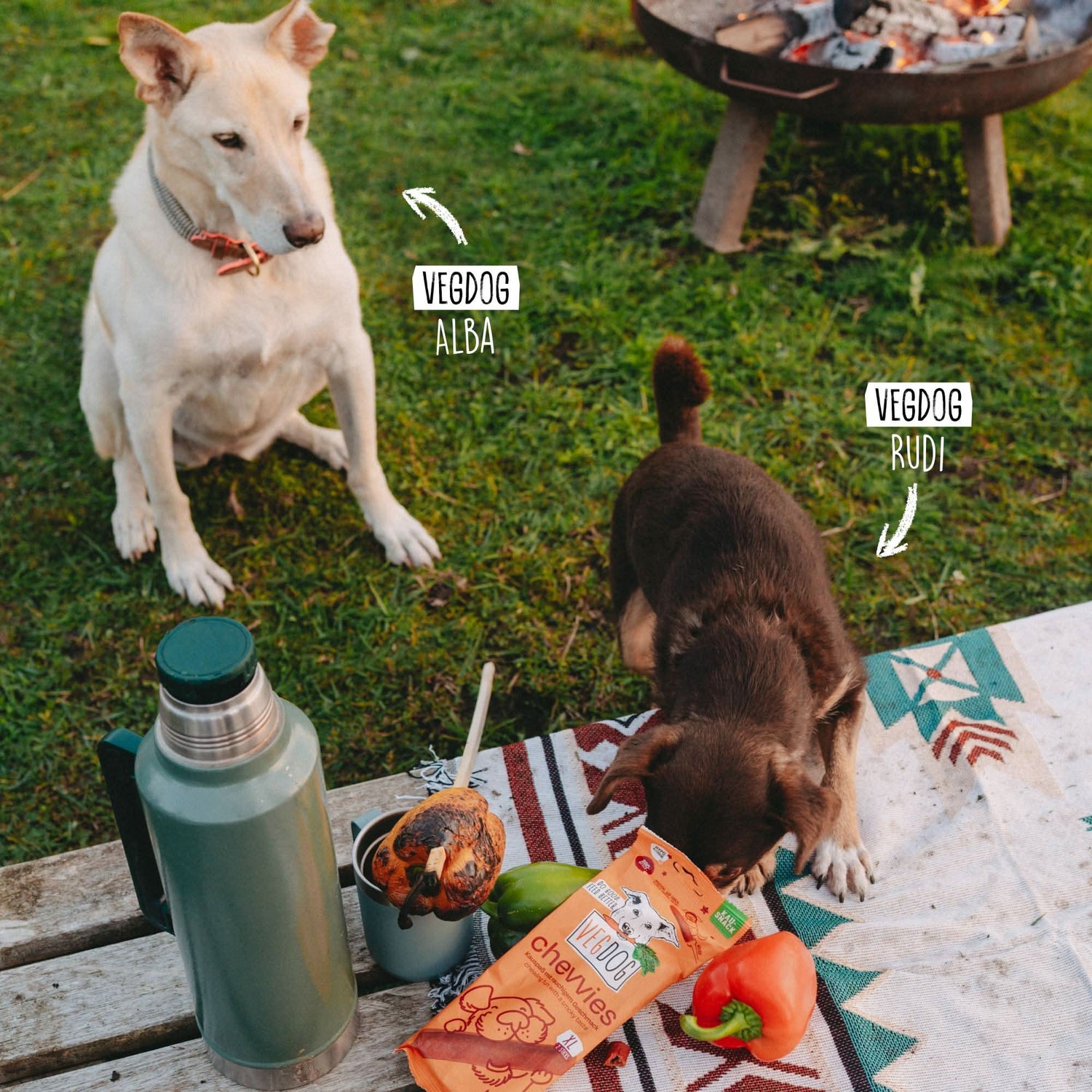 Two dogs, VEGDOG Alba and VEGDOG Rudi, at a picnic with food and a water bottle.