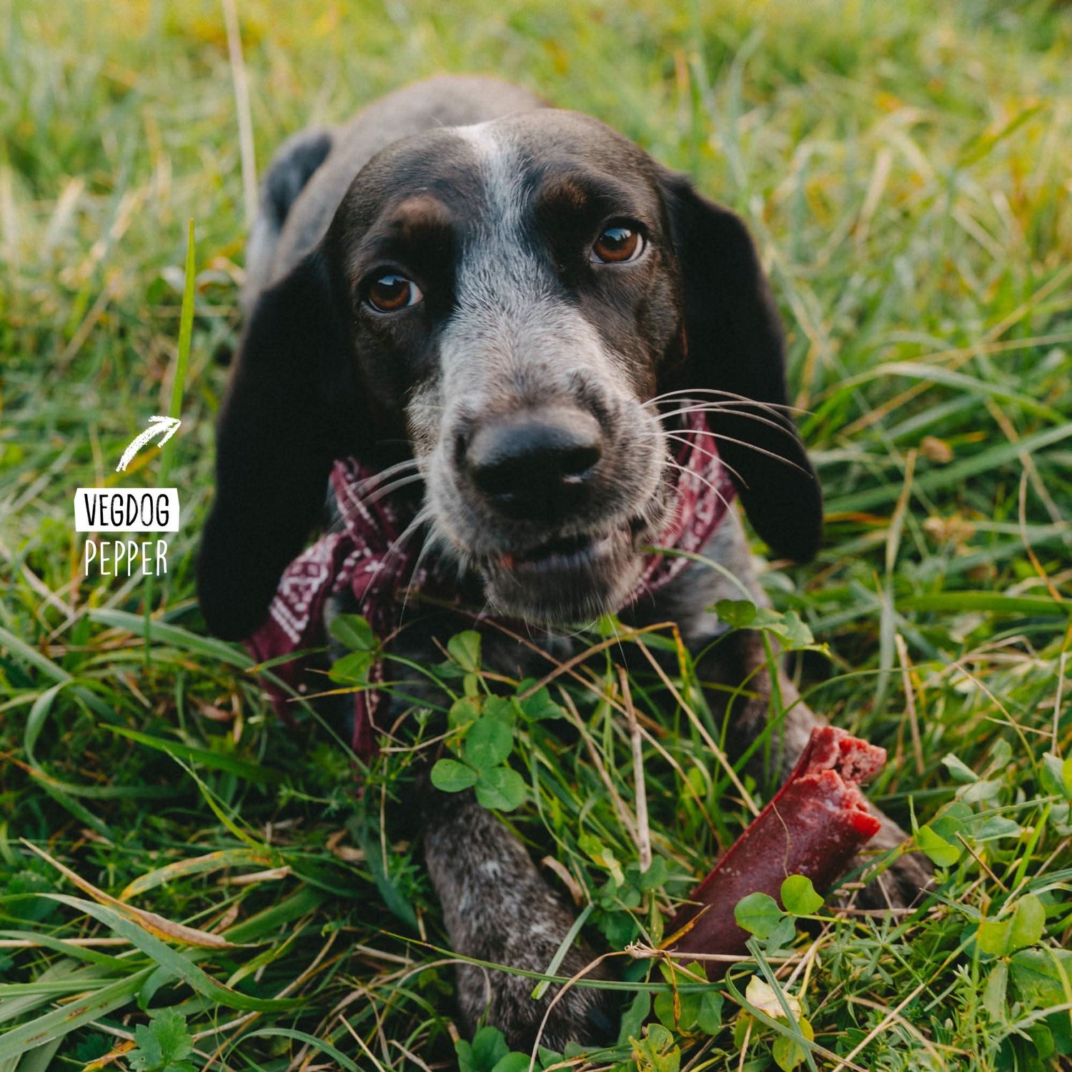 Dog in a grassy field with a piece of rawhide in its mouth, featuring &
