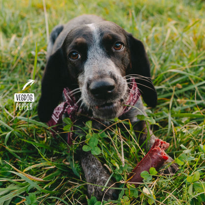 Dog in a grassy field with a piece of rawhide in its mouth, featuring &