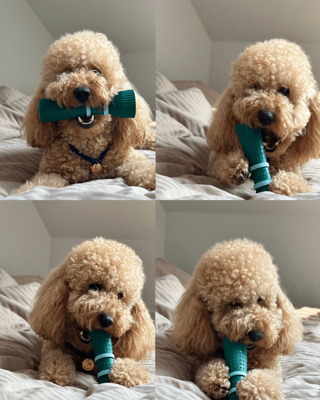 Collage of a fluffy dog holding a green toy on a bed.
