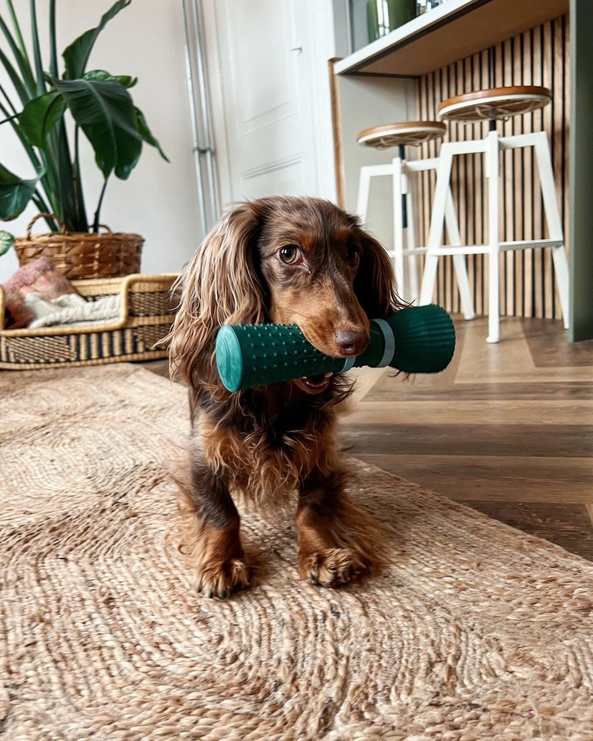 Chewing Dog Toy - Green Zoomies Cone in Natural Rubber - Share Happy Outfits