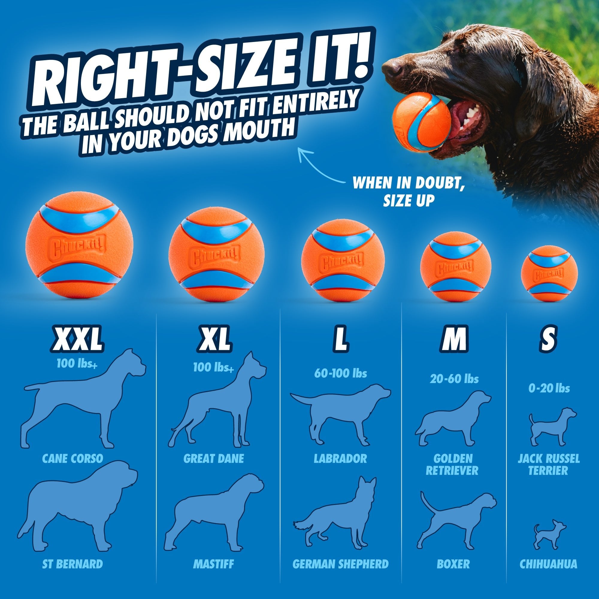 Dog ball size chart with a dog and recommended sizes for different breeds on a blue background