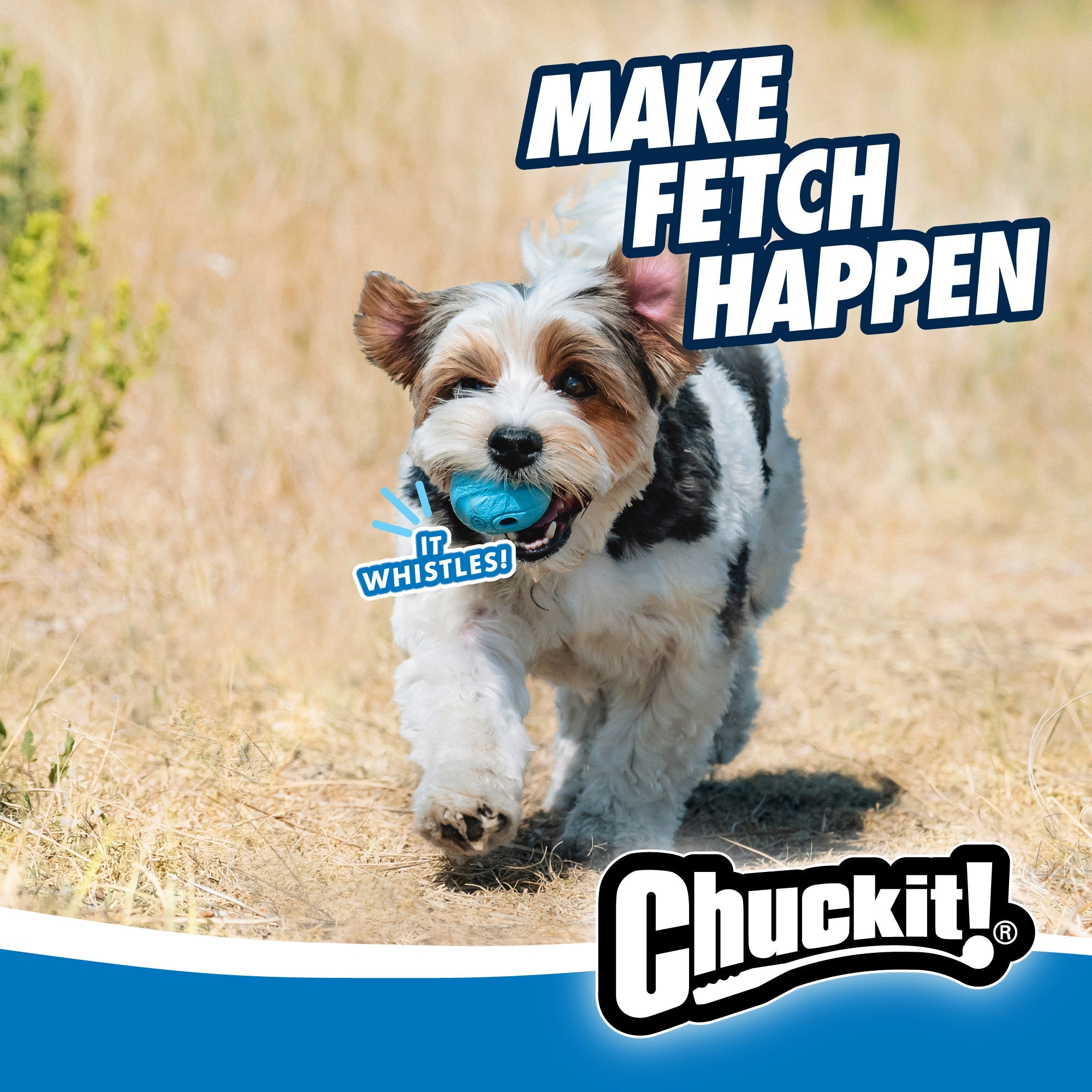 Dog running with a blue ball in its mouth, promotional text &