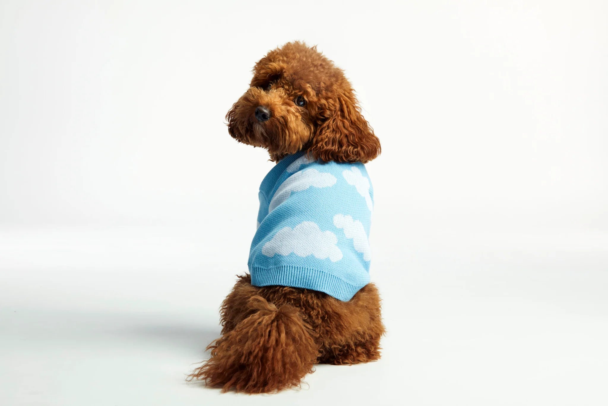 Small brown dog wearing a blue sweater with cloud patterns on a white background