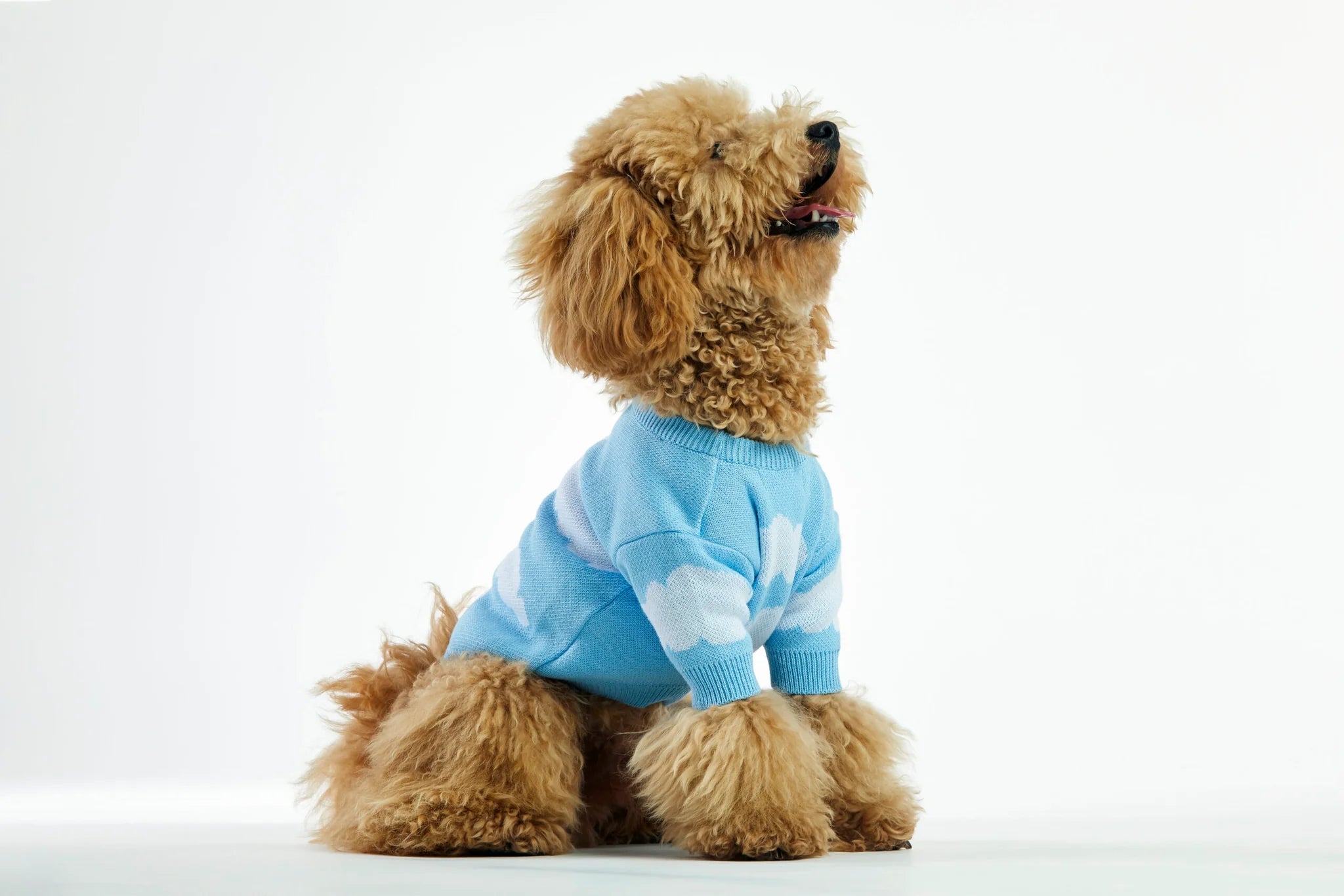 Brown dog wearing a blue sweater with white patterns on a white background